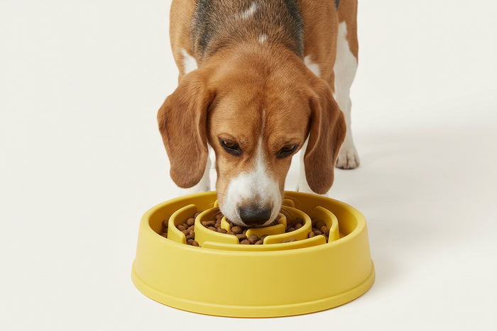 The MazePace Bowl | Interactive Slow-Feeder