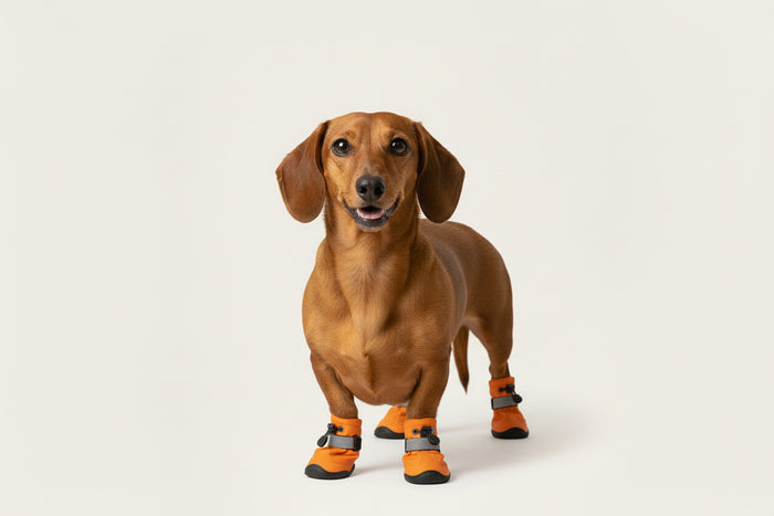 PawHalo Boots