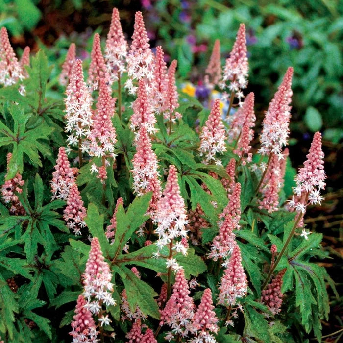 Buy Tiarella 'Pink Skyrocket' online UK