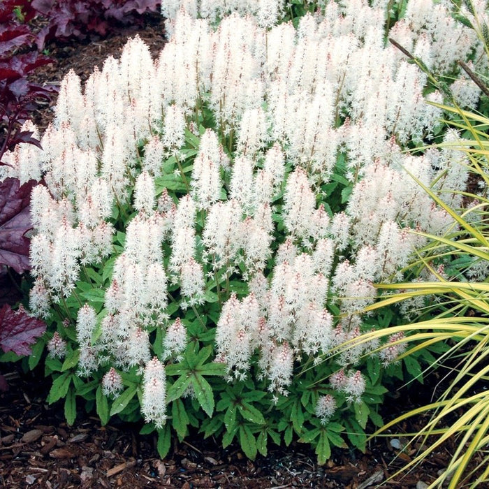 Tiarella 'Spring Symphony'