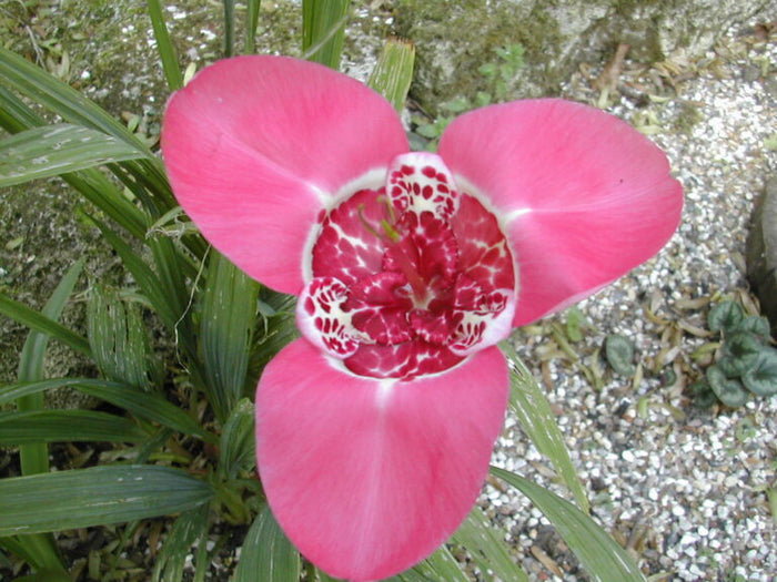 Buy Tigridia pavonia 'Lilacea' Corms online