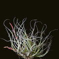 Buy Tillandsia baileyi (Reflexed Air Plant) online UK