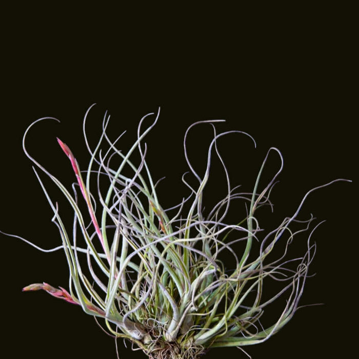 Buy Tillandsia baileyi (Reflexed Air Plant) online UK