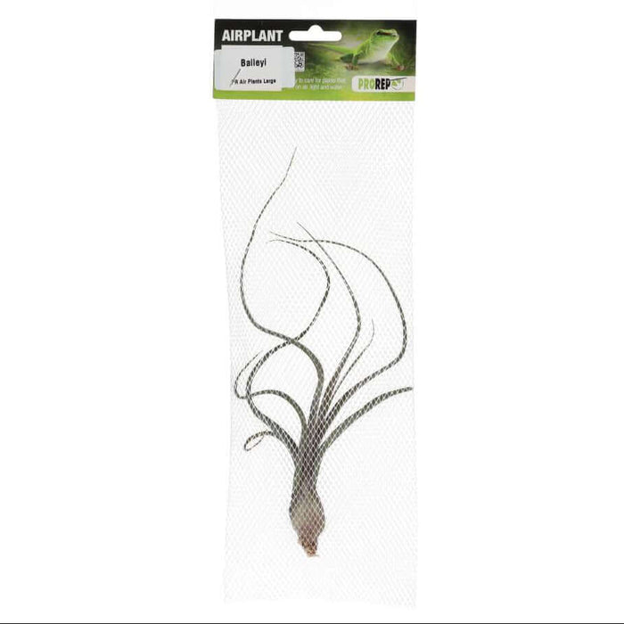 Buy Tillandsia baileyi (Reflexed Air Plant) online UK