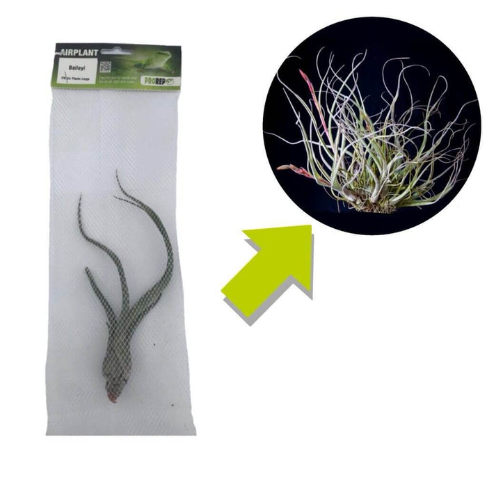 Buy Tillandsia baileyi (Reflexed Air Plant) online UK