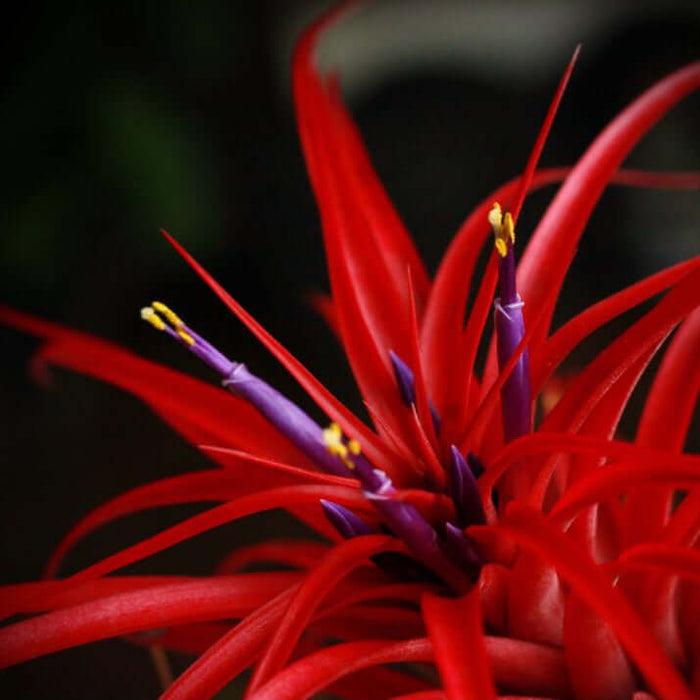 Buy Tillandsia brachycaulos var. abdita online UK