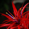 Buy Tillandsia brachycaulos var. abdita online UK