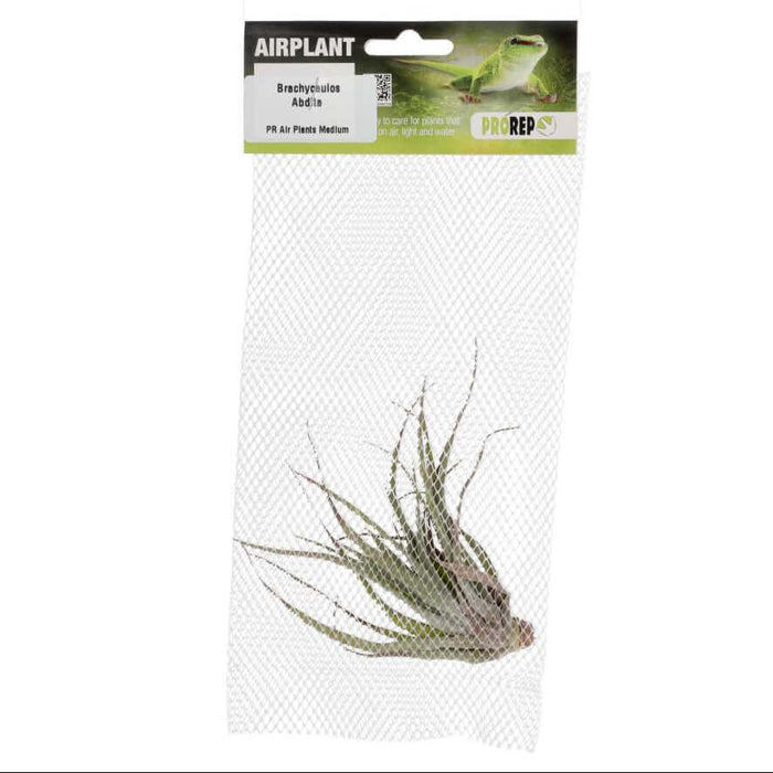 Buy Tillandsia brachycaulos var. abdita online UK