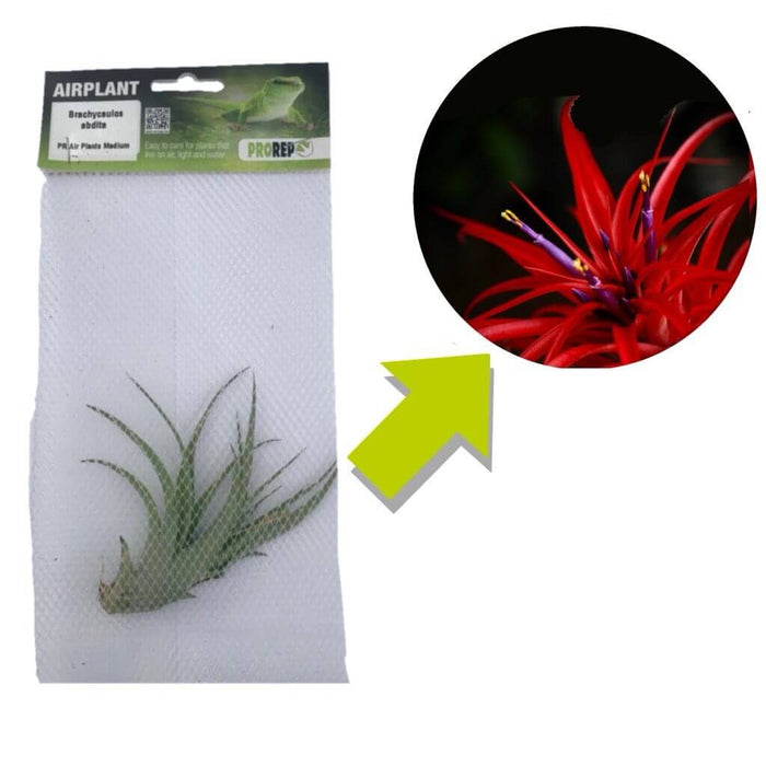 Buy Tillandsia brachycaulos var. abdita online UK
