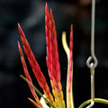 Buy Tillandsia caput-medusae (Medusa's Head Air Plant) online UK