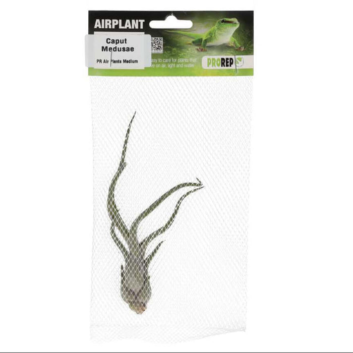 Buy Tillandsia caput-medusae (Medusa's Head Air Plant) online UK