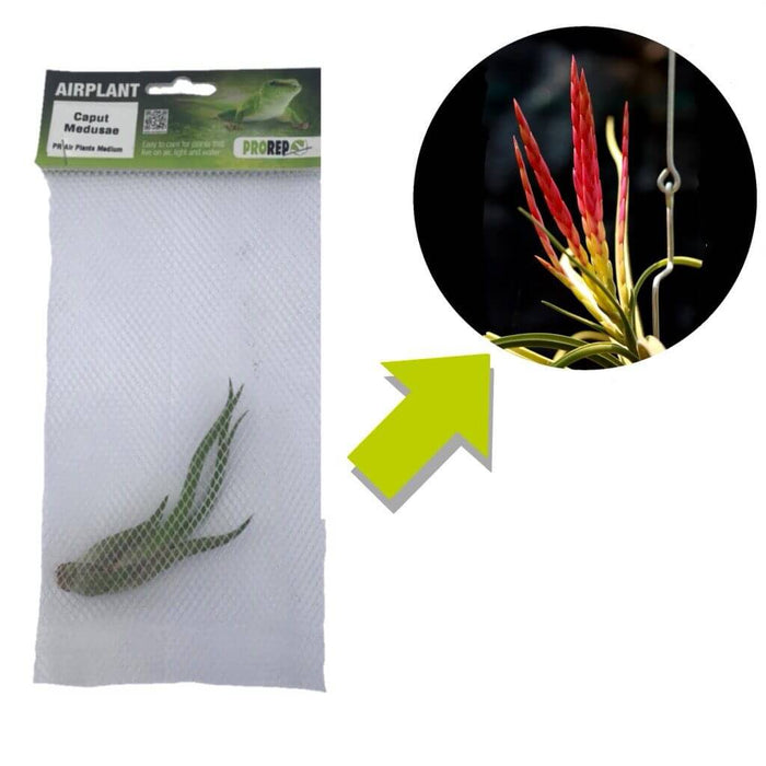 Buy Tillandsia caput-medusae (Medusa's Head Air Plant) online UK