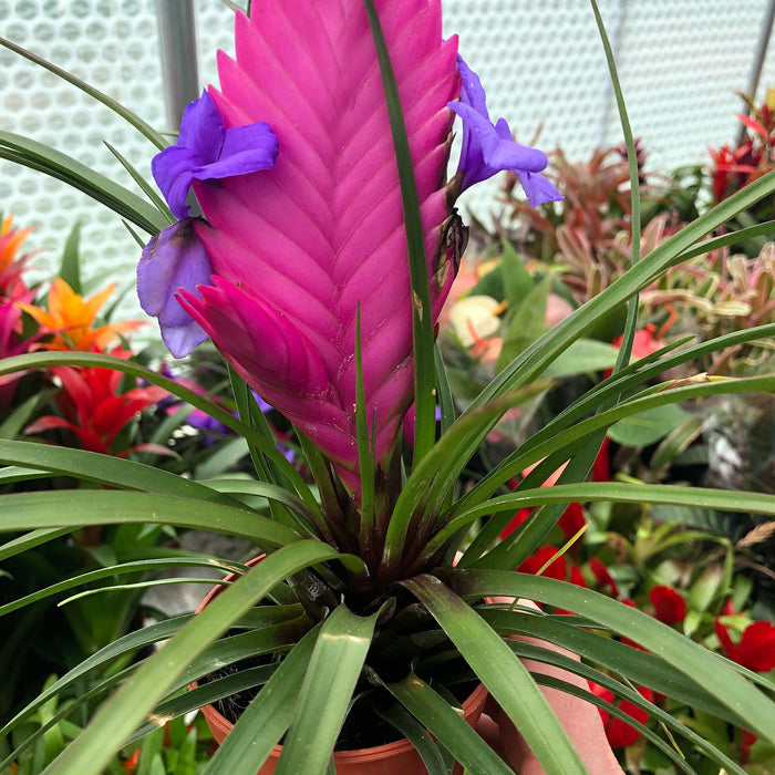 Buy Tillandsia cyanea (Pink Quill Bromeliad) online UK
