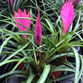 Buy Tillandsia cyanea (Pink Quill Bromeliad) online UK