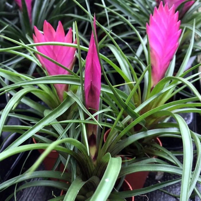 Buy Tillandsia cyanea (Pink Quill Bromeliad) online UK