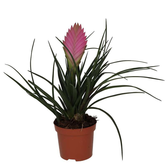 Buy Tillandsia cyanea (Pink Quill Bromeliad) online UK