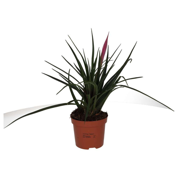 Buy Tillandsia cyanea (Pink Quill Bromeliad) online UK