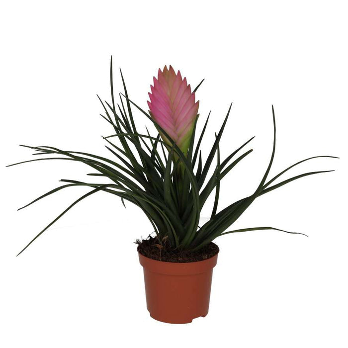 Buy Tillandsia cyanea (Pink Quill Bromeliad) online UK