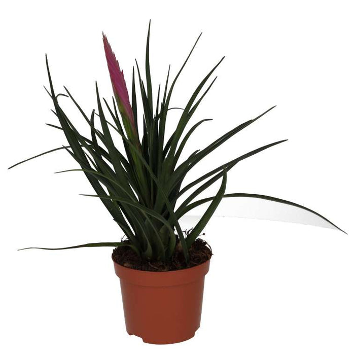Buy Tillandsia cyanea (Pink Quill Bromeliad) online UK