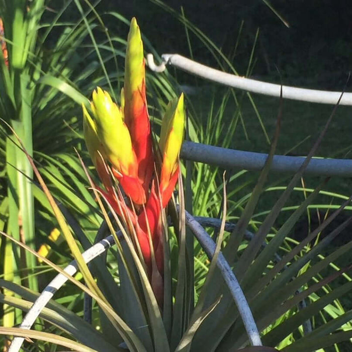 Buy Tillandsia fasciculata (Giant Air Plant) online UK
