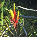 Buy Tillandsia fasciculata (Giant Air Plant) online UK