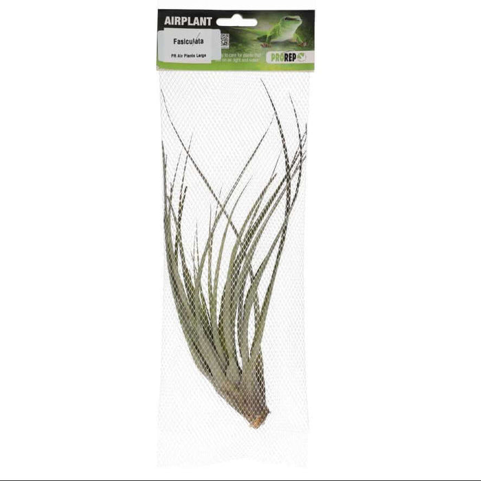 Buy Tillandsia fasciculata (Giant Air Plant) online UK