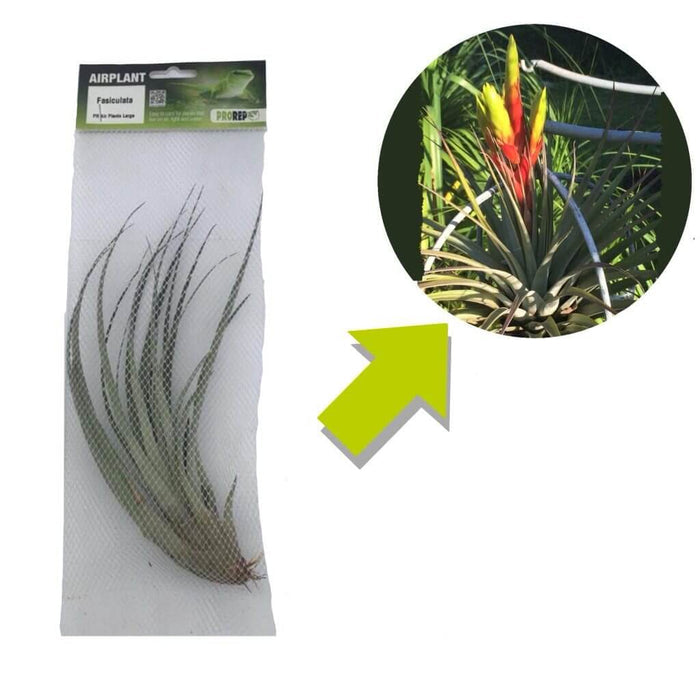Buy Tillandsia fasciculata (Giant Air Plant) online UK