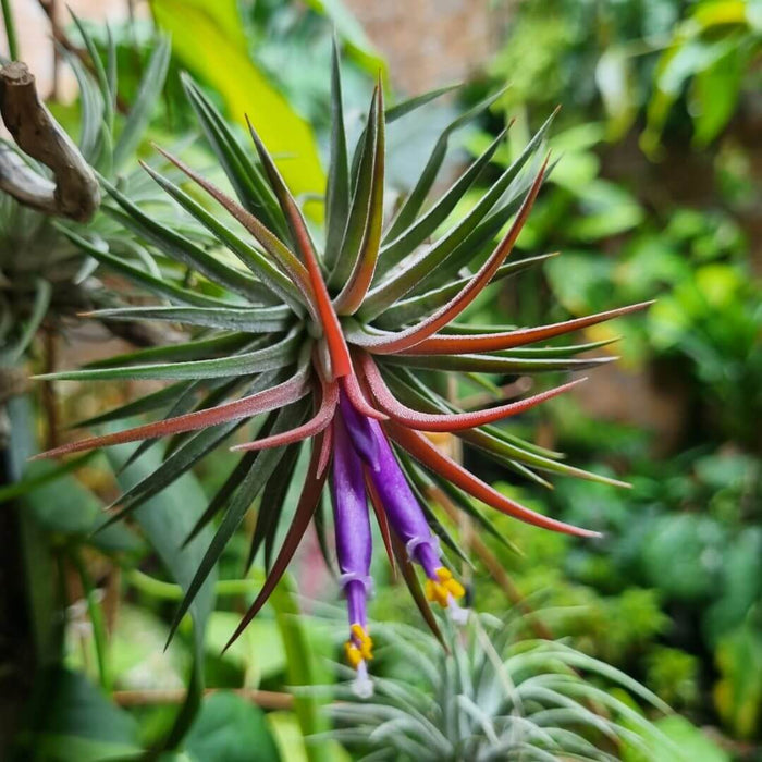 Buy Tillandsia ionantha var. ionantha online UK