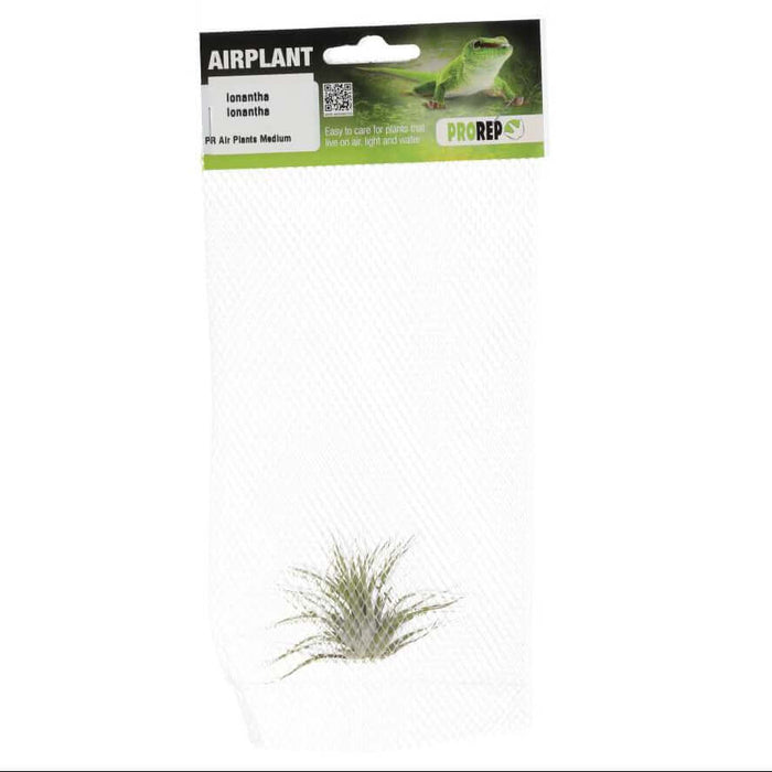Buy Tillandsia ionantha var. ionantha online UK