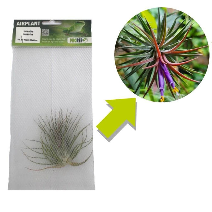 Buy Tillandsia ionantha var. ionantha online UK