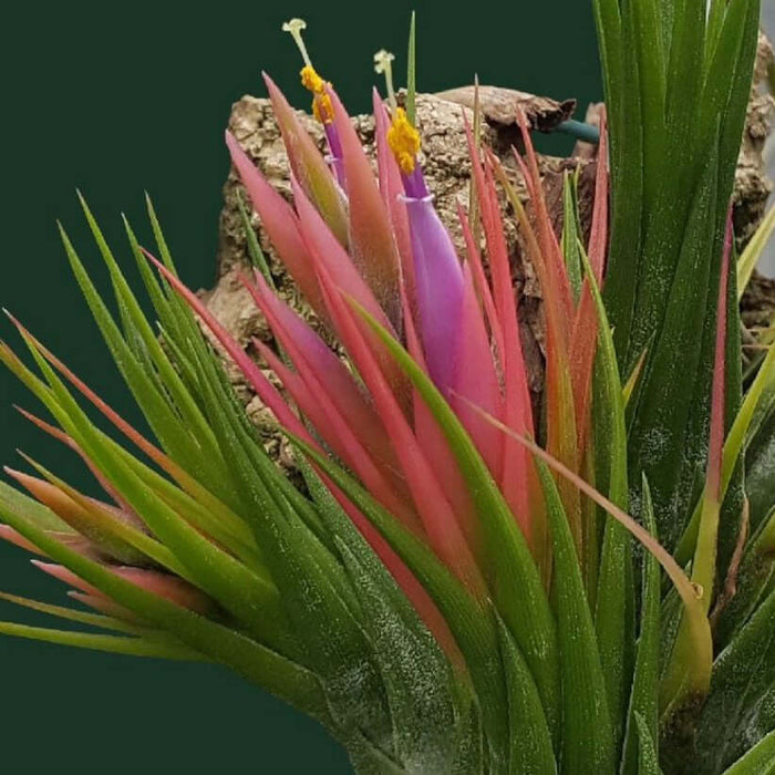 Buy Tillandsia ionantha var. scaposa (Scaposa Air Plant) online UK