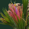 Buy Tillandsia ionantha var. scaposa (Scaposa Air Plant) online UK