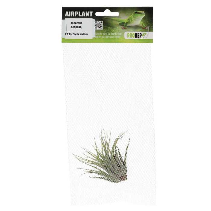 Buy Tillandsia ionantha var. scaposa (Scaposa Air Plant) online UK