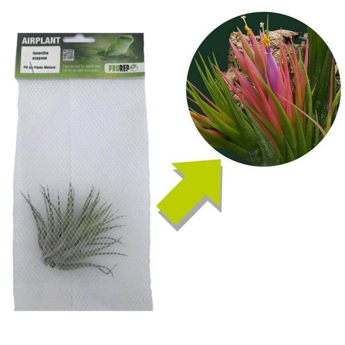 Buy Tillandsia ionantha var. scaposa (Scaposa Air Plant) online UK