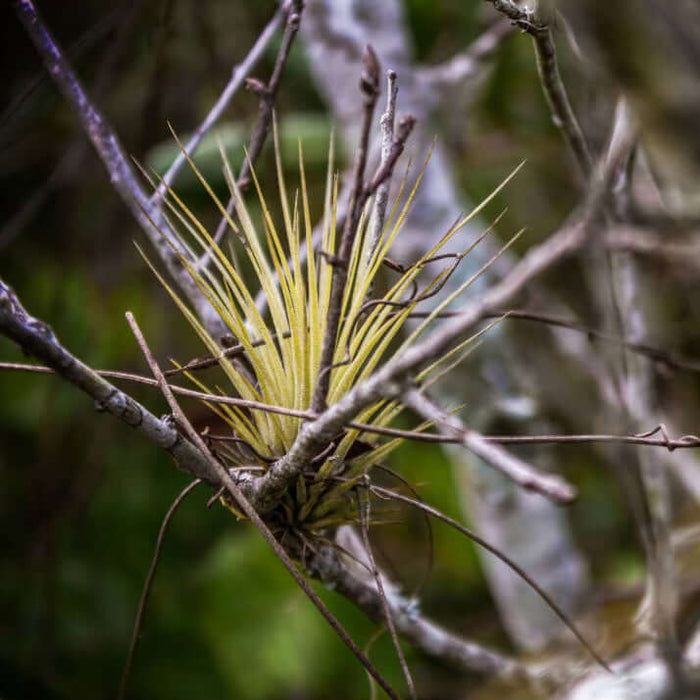 Buy Tillandsia juncea online UK