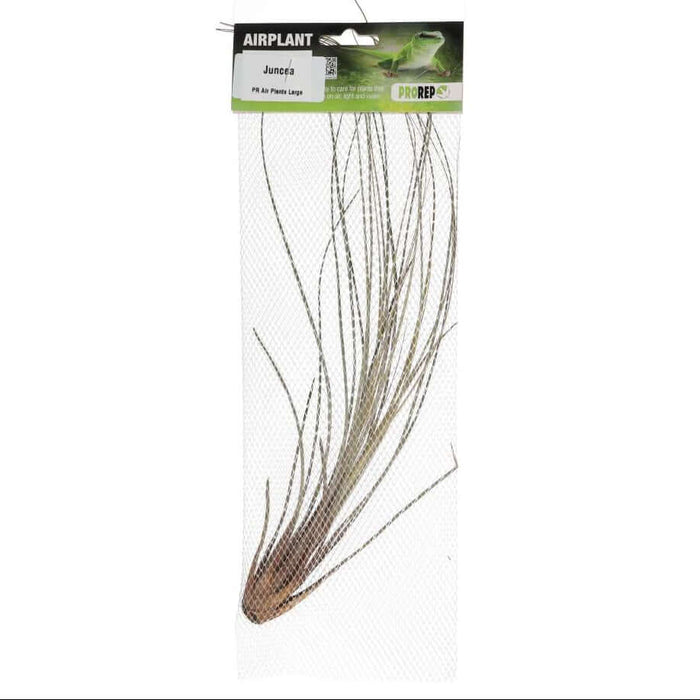 Buy Tillandsia juncea online UK