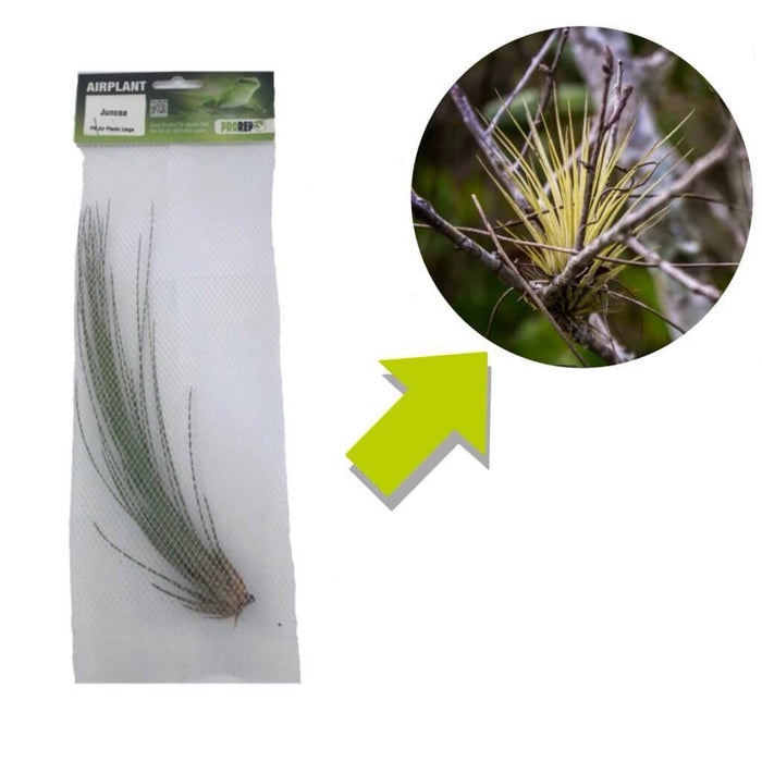 Buy Tillandsia juncea online UK