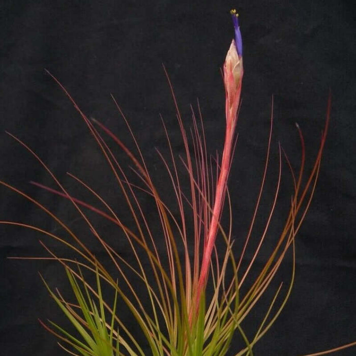 Buy Tillandsia juncifolia (Rush-like Air Plant) online UK