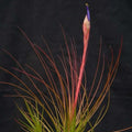 Buy Tillandsia juncifolia (Rush-like Air Plant) online UK