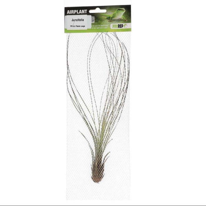 Buy Tillandsia juncifolia (Rush-like Air Plant) online UK
