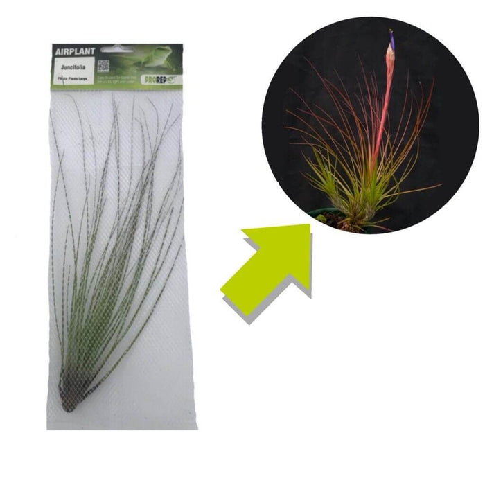 Buy Tillandsia juncifolia (Rush-like Air Plant) online UK
