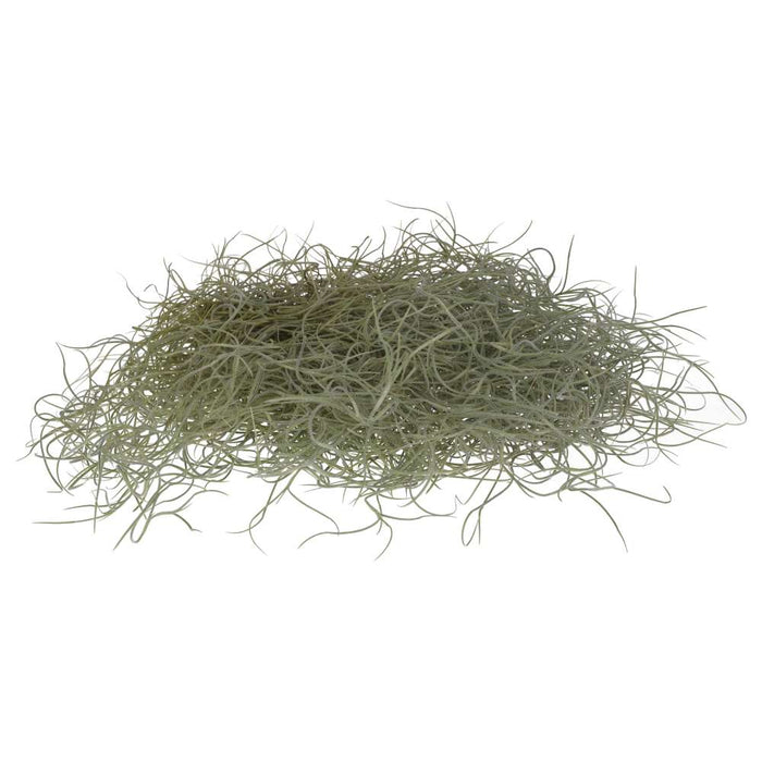 Buy Tillandsia usneoides (Spanish Moss) online UK