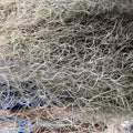Buy Tillandsia usneoides (Spanish Moss) online UK