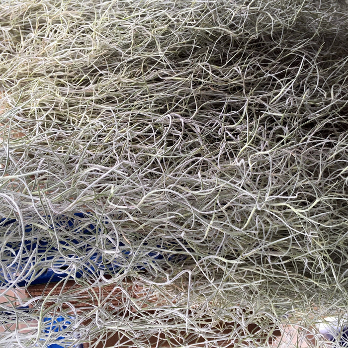 Buy Tillandsia usneoides (Spanish Moss) online UK