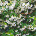 Buy Trachelospermum asiaticum (Asiatic Jasmine) online UK