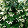 Trachelospermum asiaticum 'Bella' flowering with white green petals
