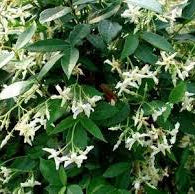 Trachelospermum asiaticum 'Bella' flowering with white green petals
