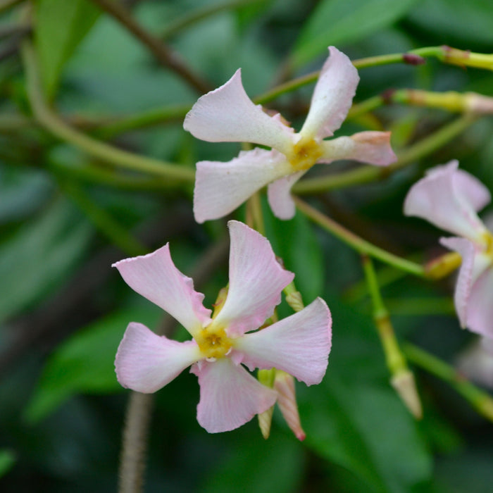 Buy Trachelospermum asiaticum 'Pink Showers' online UK