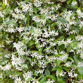 Buy Trachelospermum jasminoides (Star Jasmine) online UK