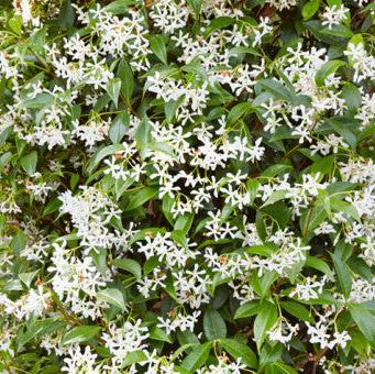 Buy Trachelospermum jasminoides (Star Jasmine) online UK